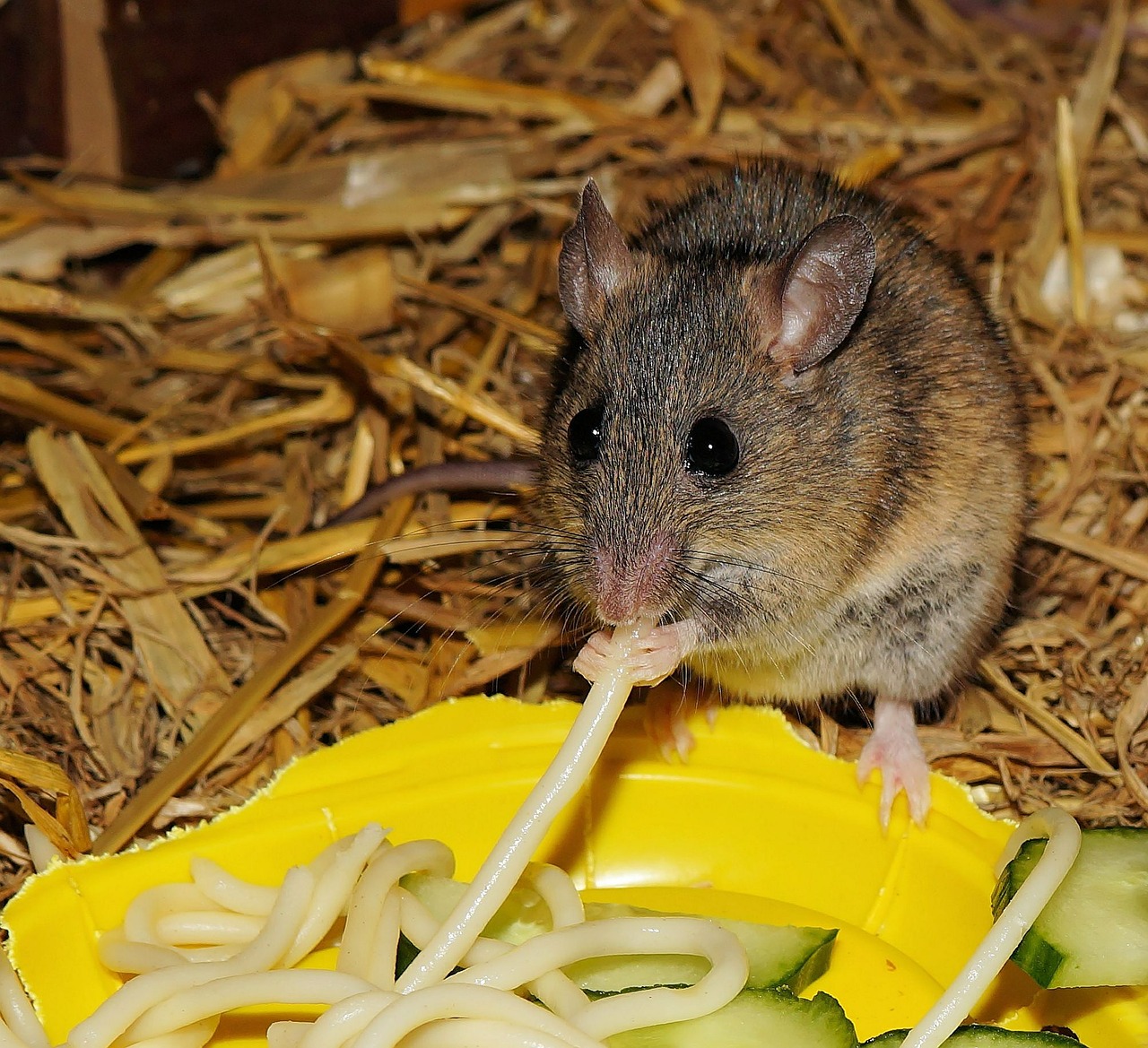 mastomys mouse eat free photo