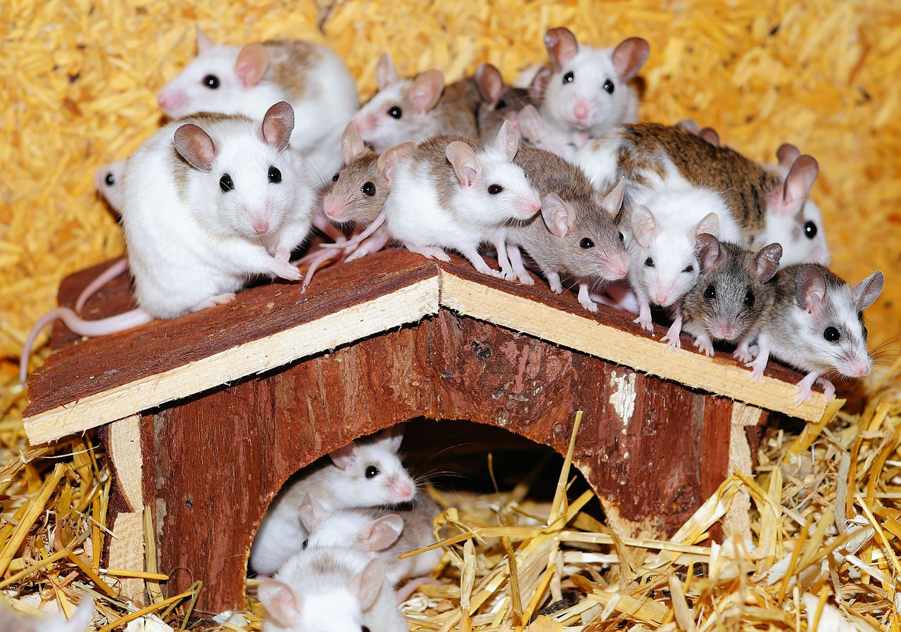mastomys mice home free photo