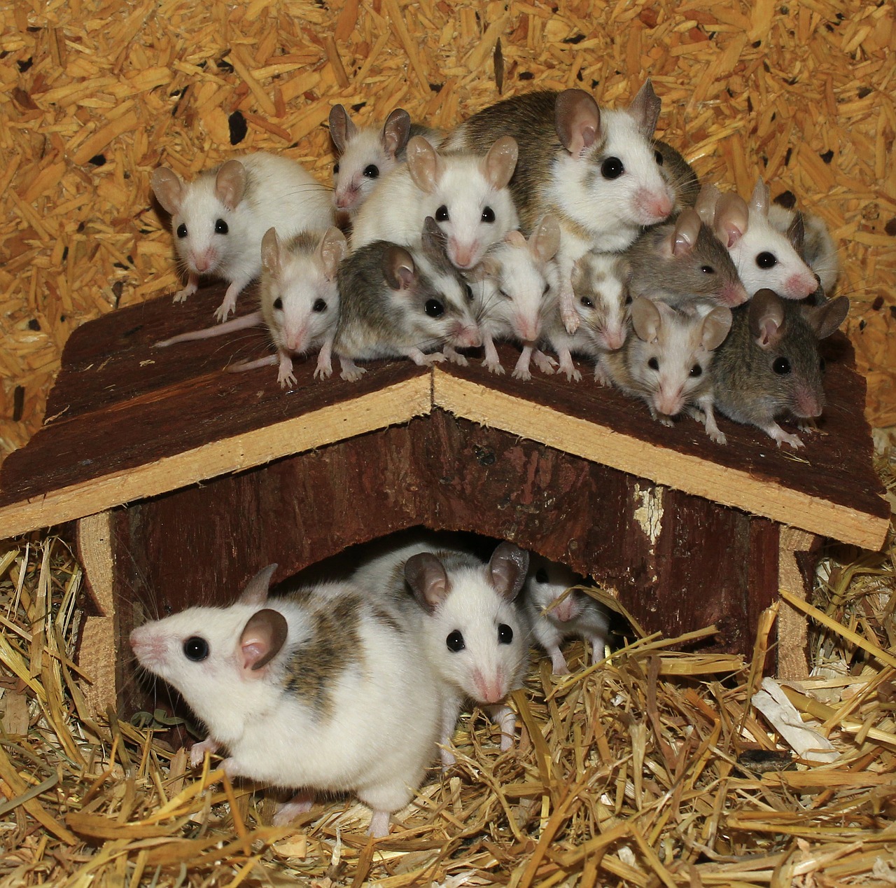 mastomys mice mouse family free photo
