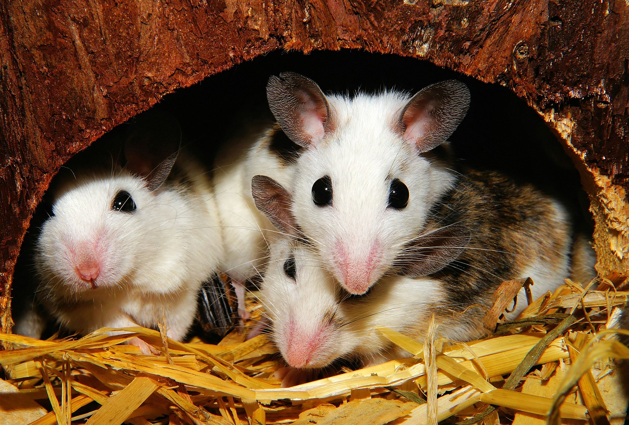 mastomys mice rodents free photo
