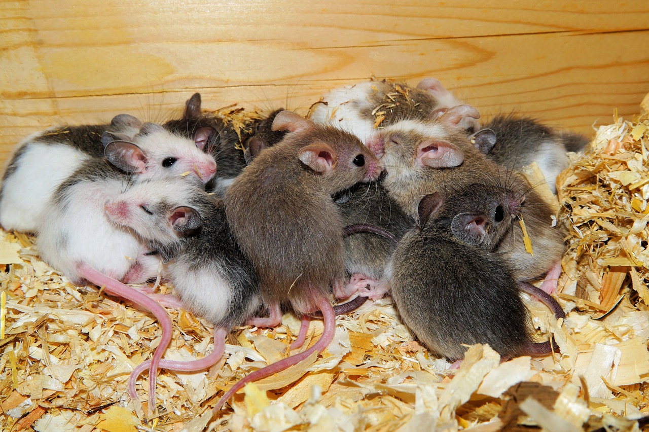 mastomys mice cute free photo