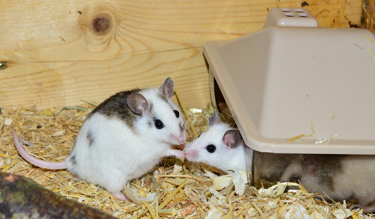 mastomys mice nager free photo