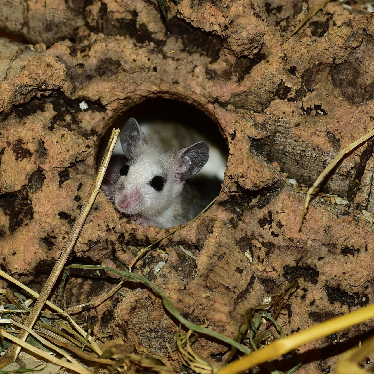 mastomys mouse nager free photo