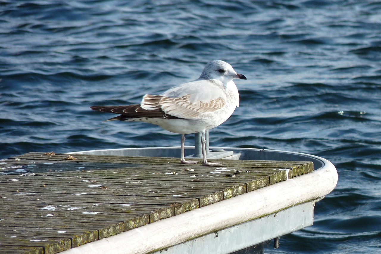 masuria lake seagull free photo