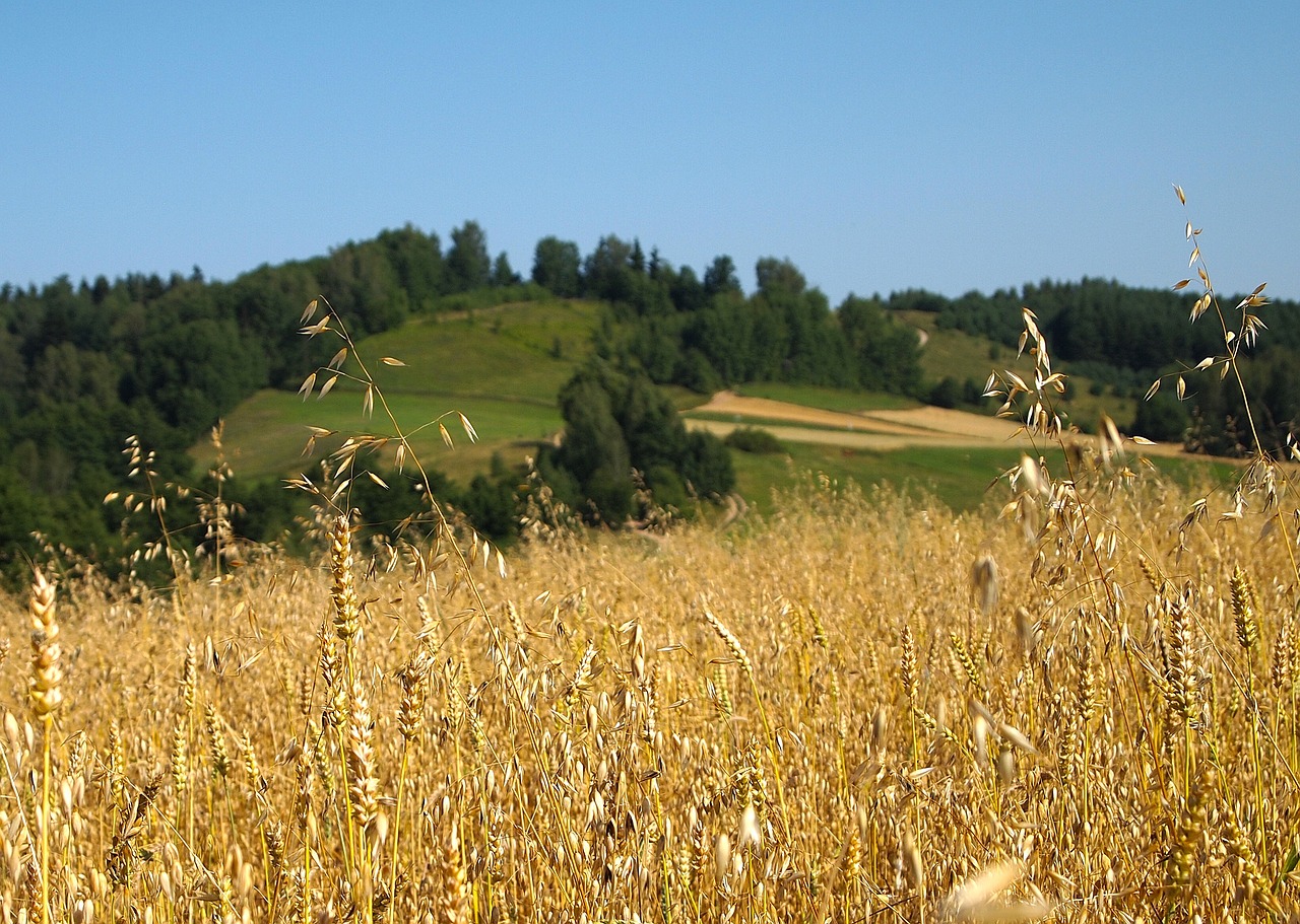 masuria smolniki poland free photo