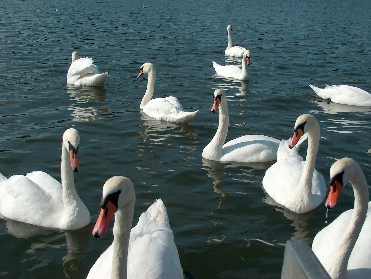 masuria birds swans free photo