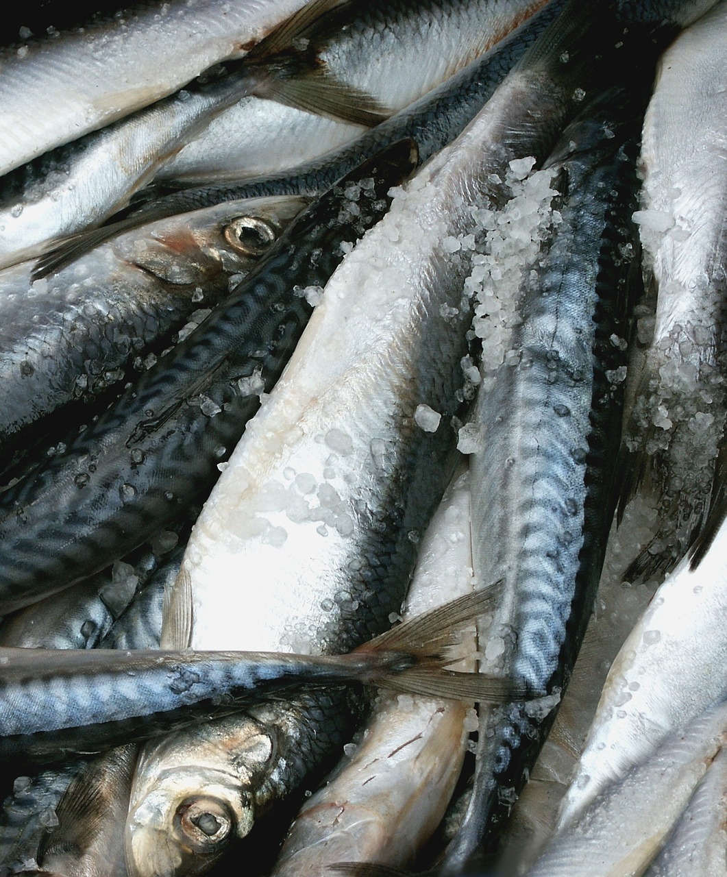mat fish herring free photo