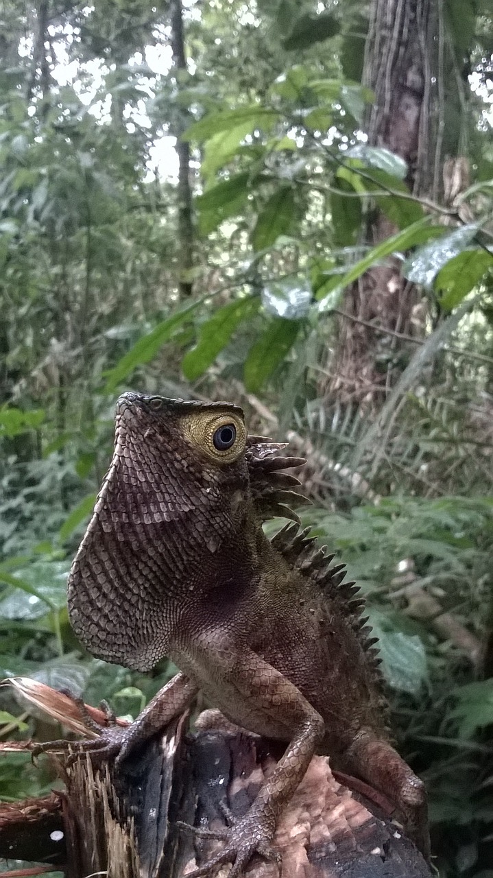 mata iguana wild free photo