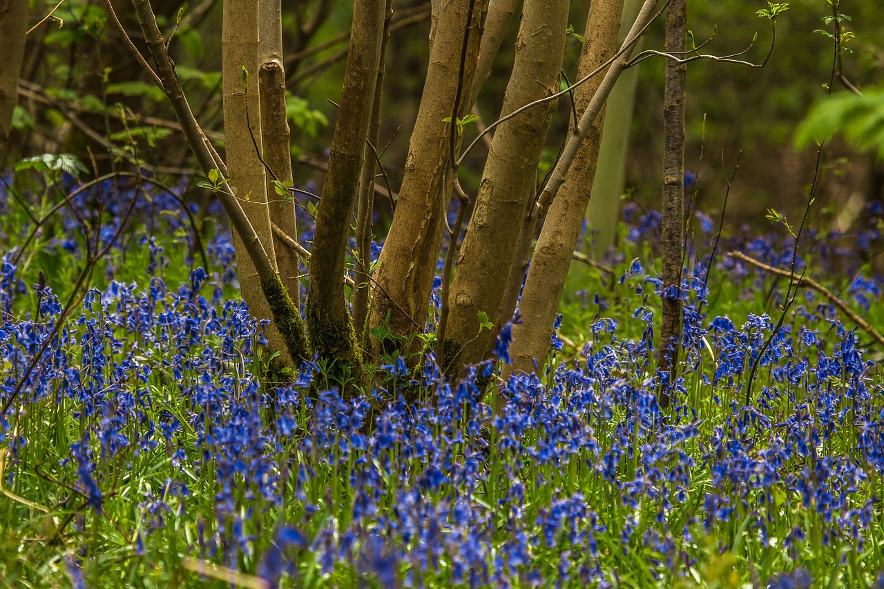 matejko forest nature free photo