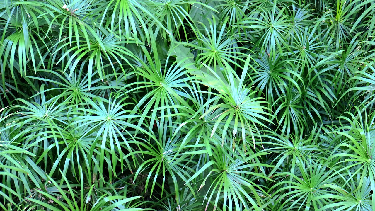 material tablecloths green leaves free photo