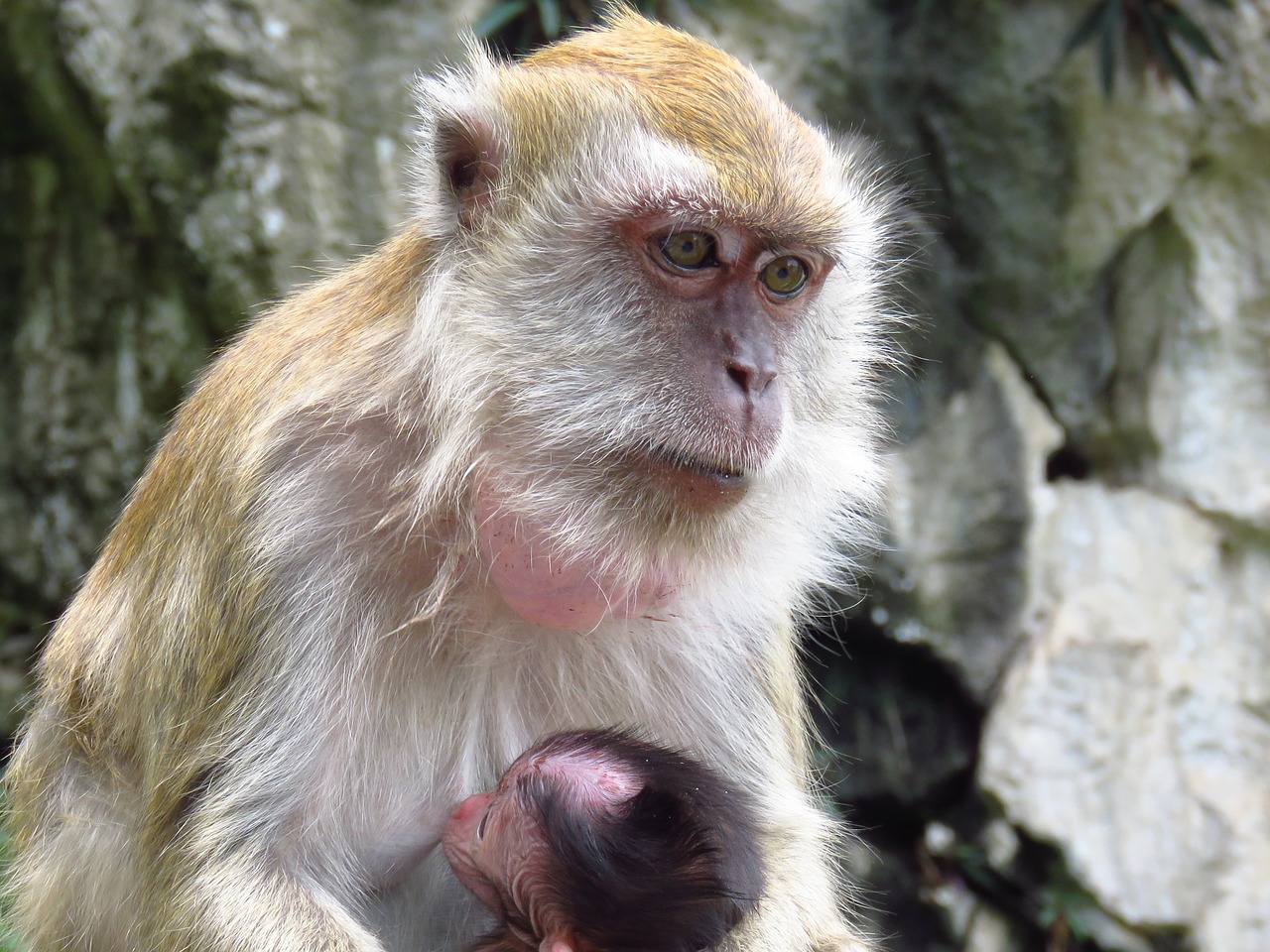 maternity monkey animal free photo