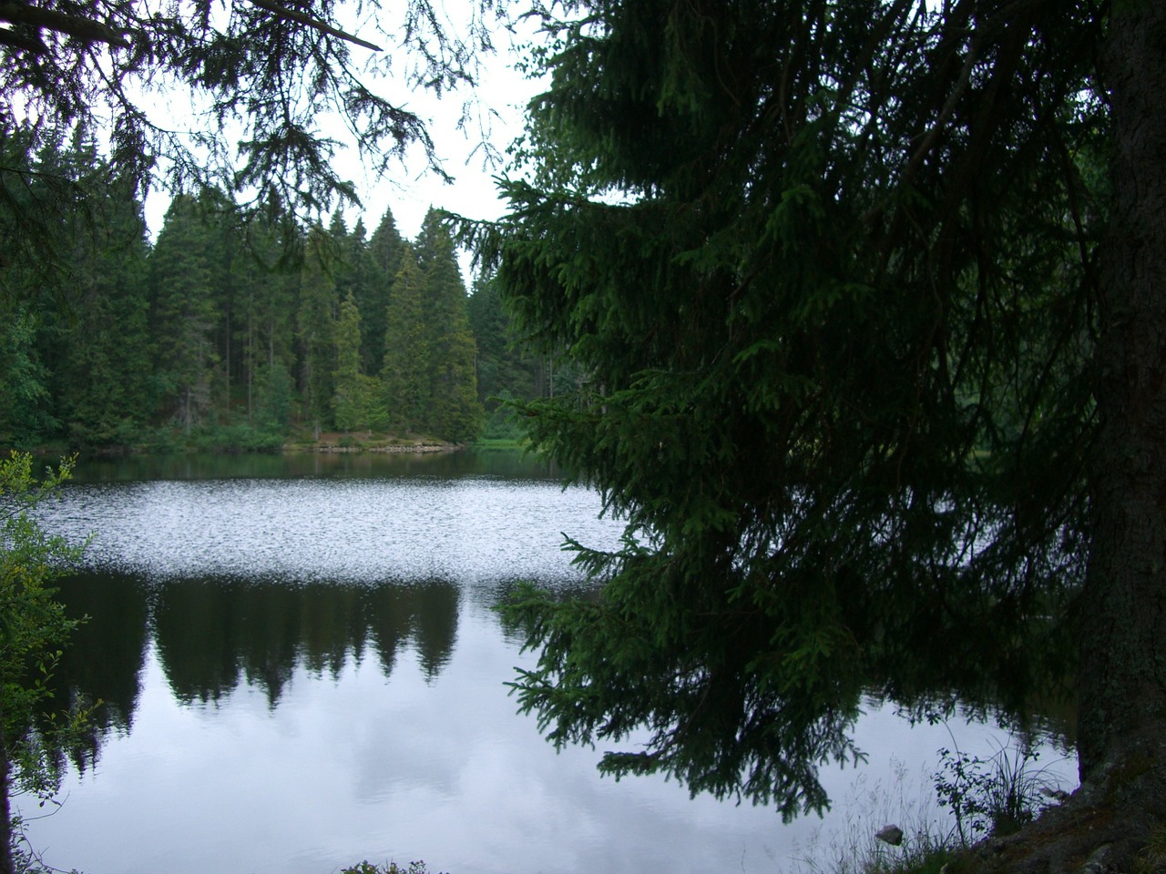 mathisleweiher bog lake mirroring free photo
