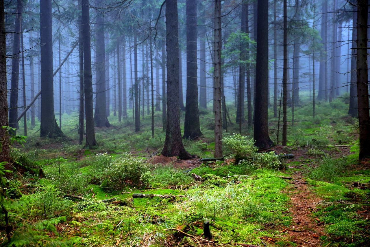 mati forest tree free photo