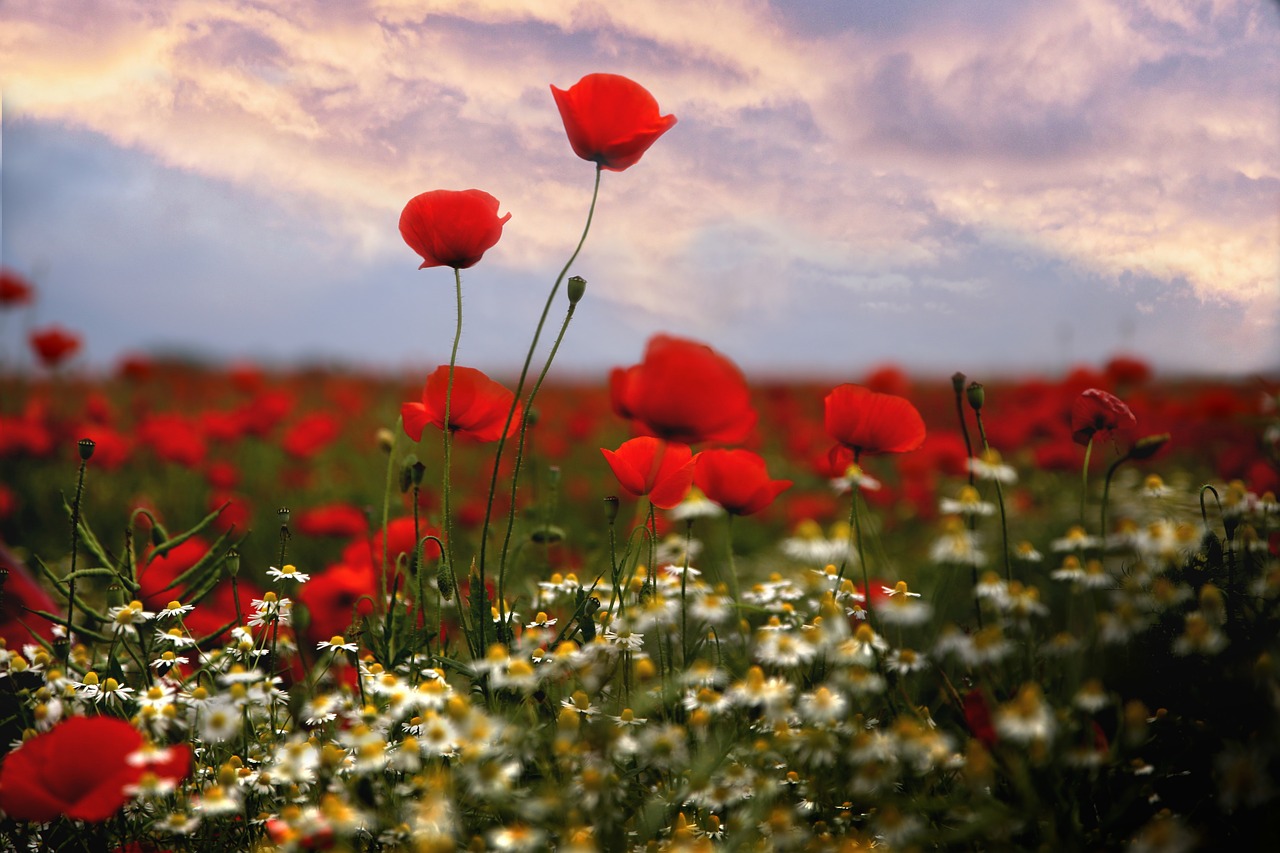 mati  poppies  flowers free photo