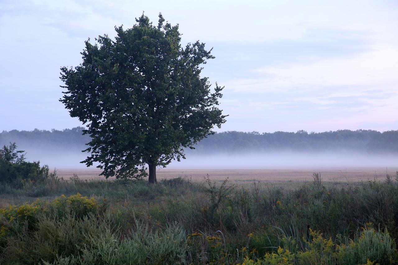 mati  tree  the fog free photo