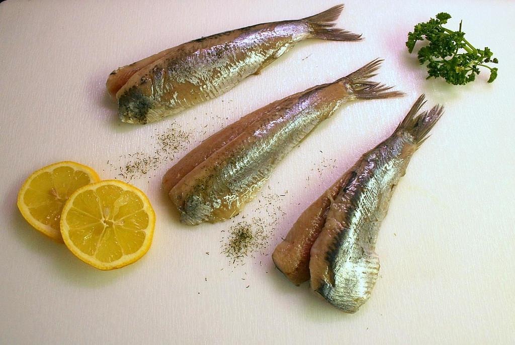 maties herring fish free photo