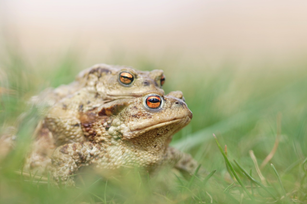 mating frog toad free photo