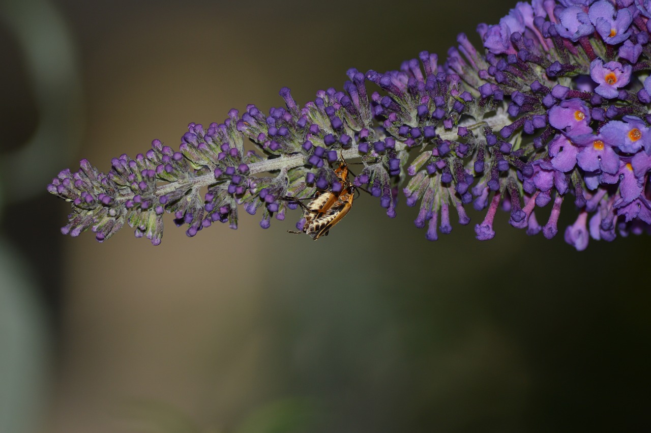 mating season closeup free photo