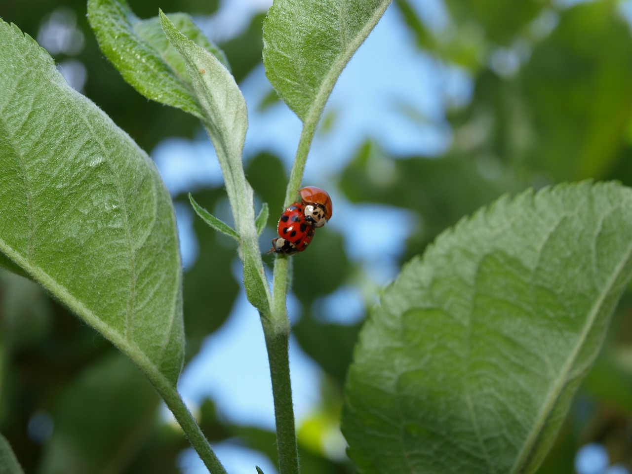 mating ladybugs nature free photo