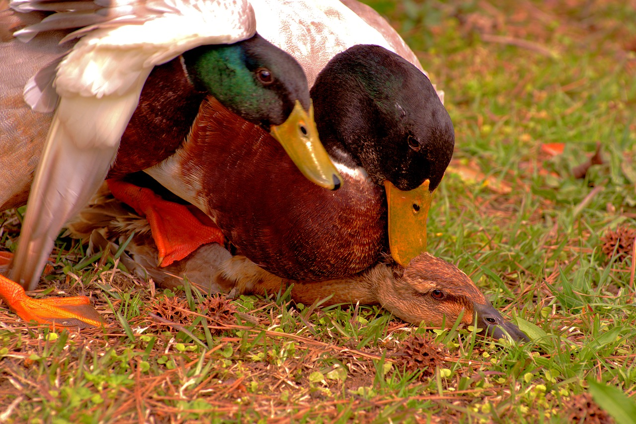 mating  duck  mallard free photo