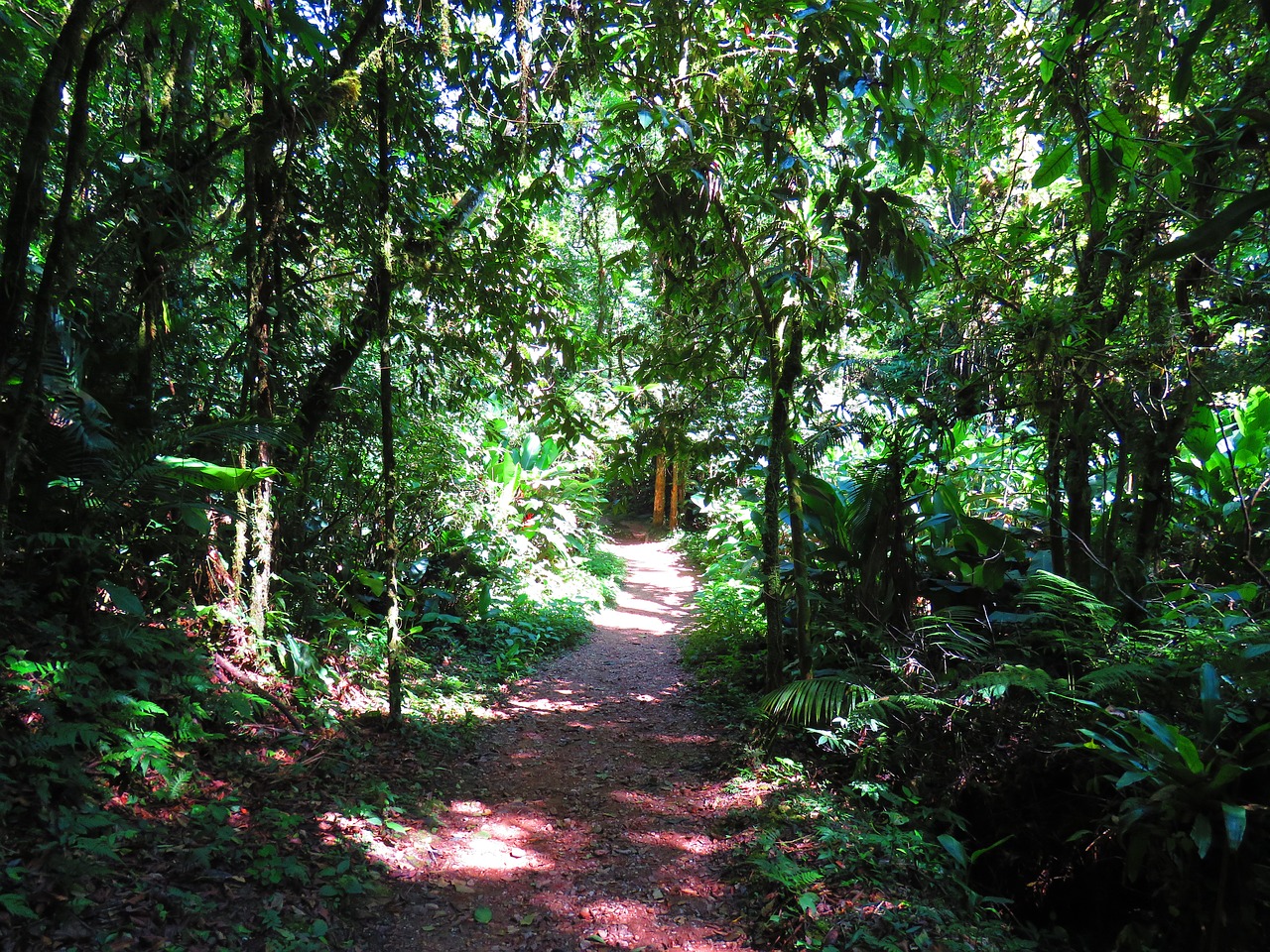 mato forest trail free photo