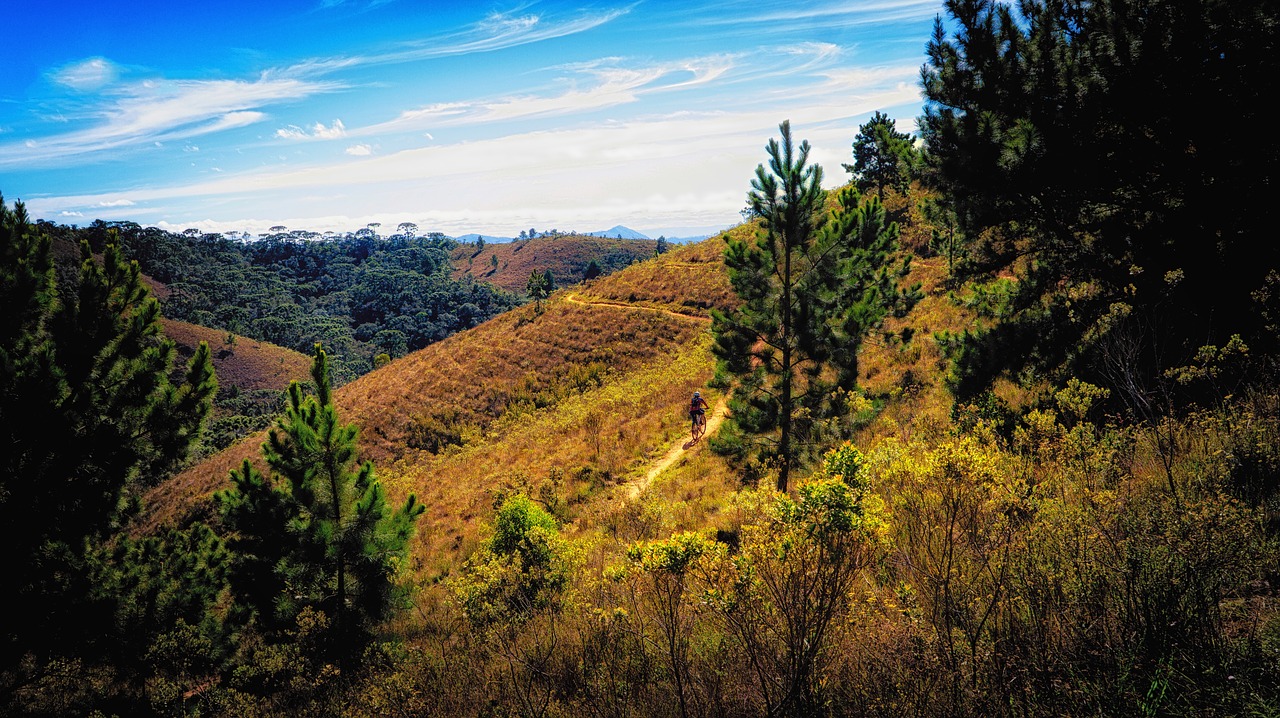 mato trail forest free photo