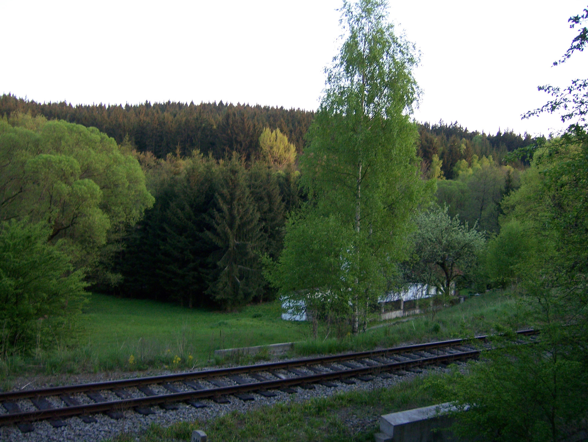 forest still life matousovi free photo