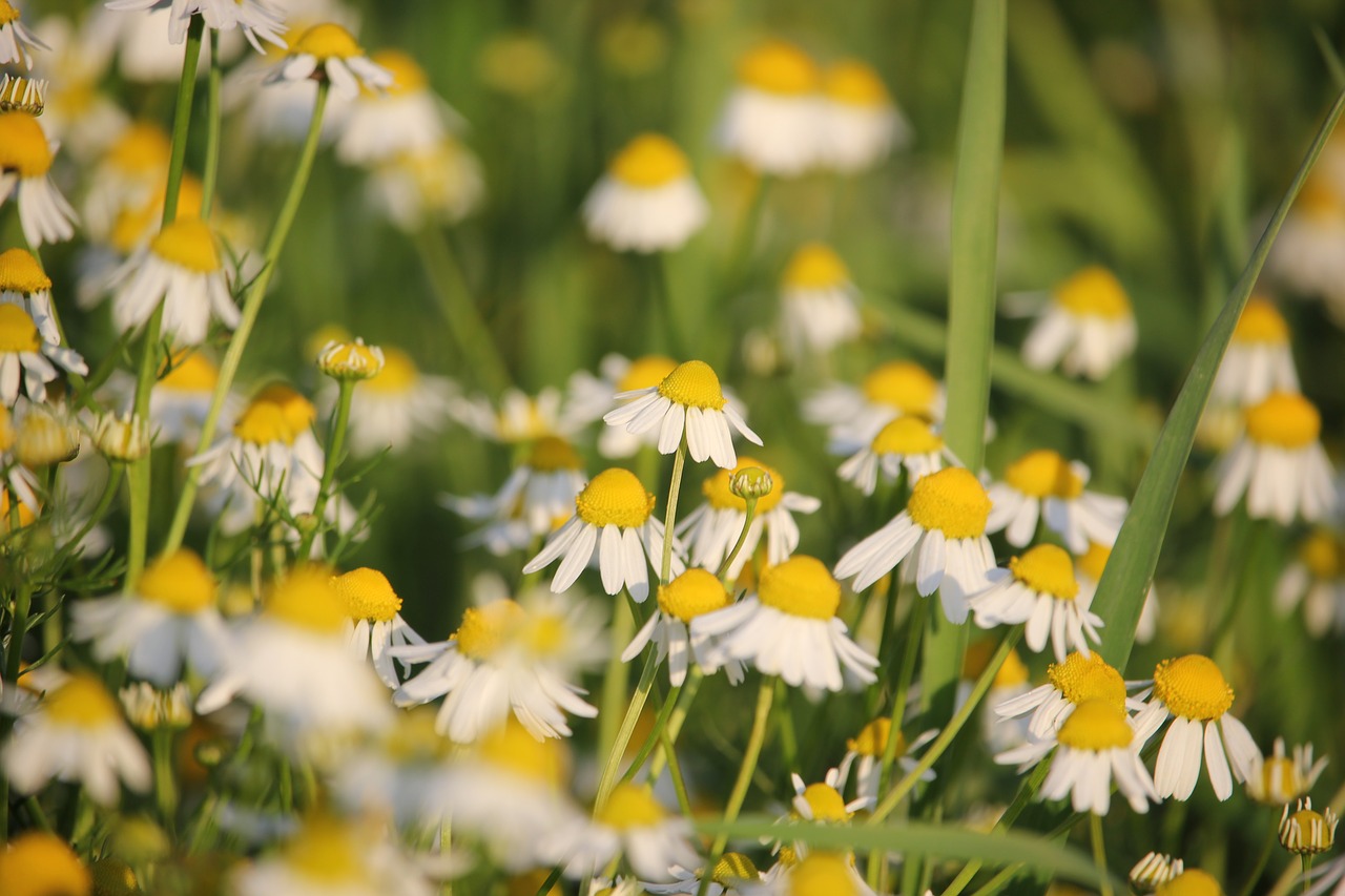 matricaria chamomilla herb agriculture free photo