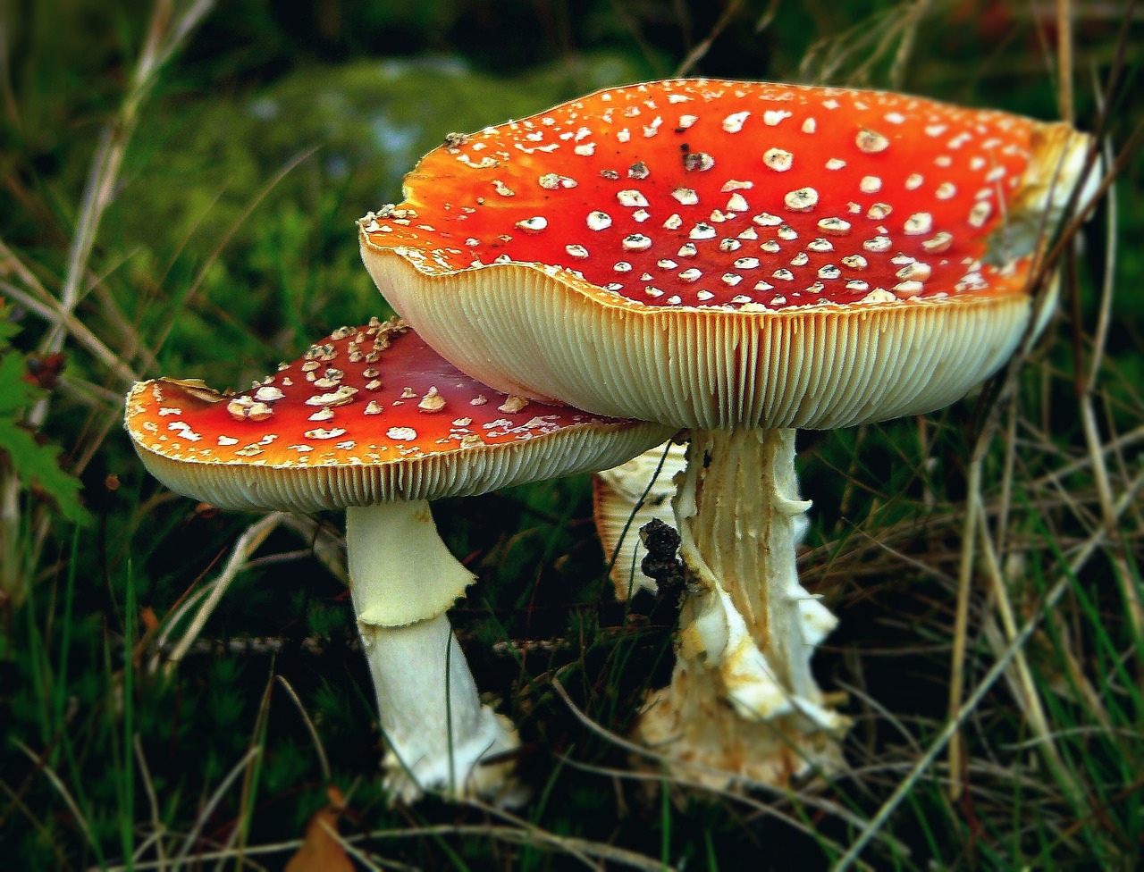 matryoshka mushrooms toxic free photo