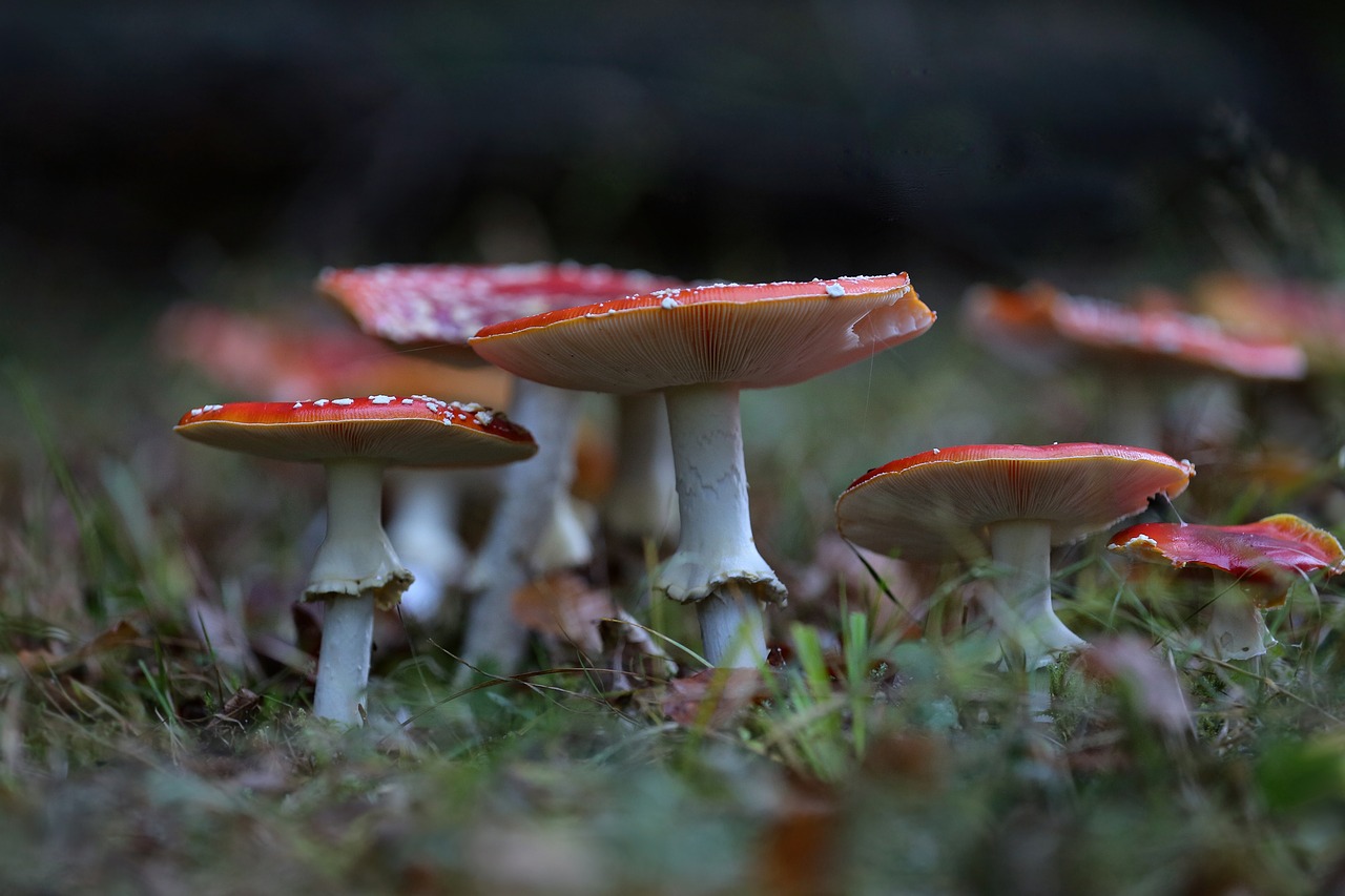 matryoshka macro mushrooms free photo