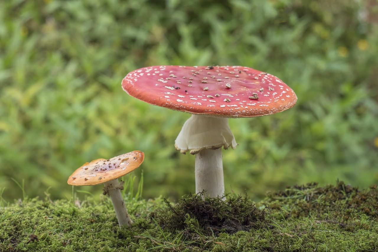 matryoshka red fly agaric mushroom mushrooms free photo