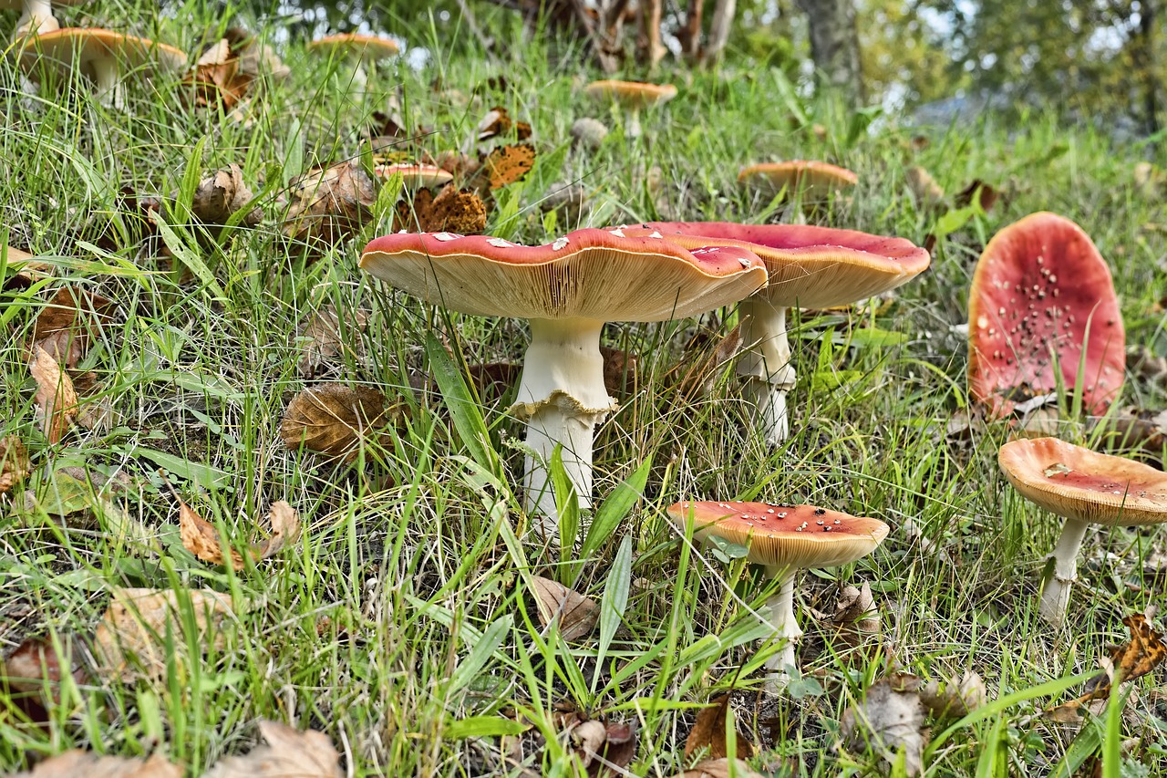 matryoshka red fly agaric mushroom screen free photo