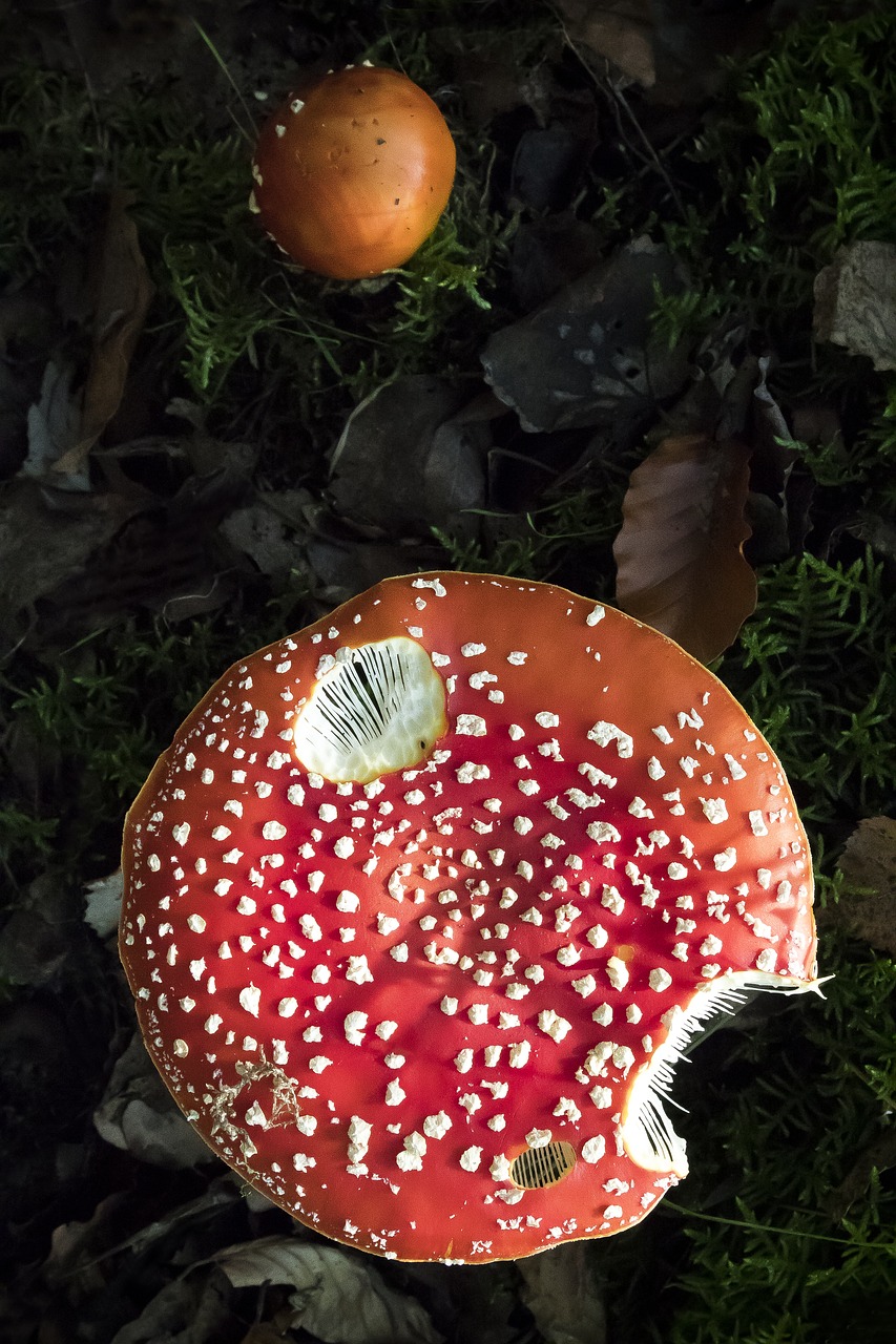 matryoshka  amanita muscaria  mushroom free photo