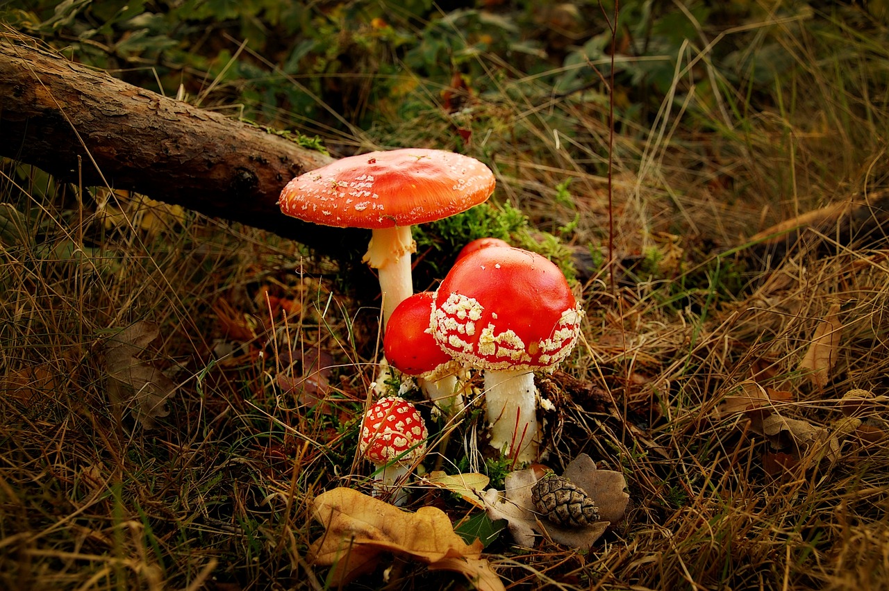 matryoshka  forest  nature free photo