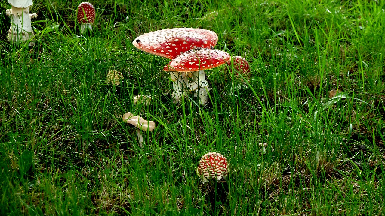 matryoshka mushrooms red free photo