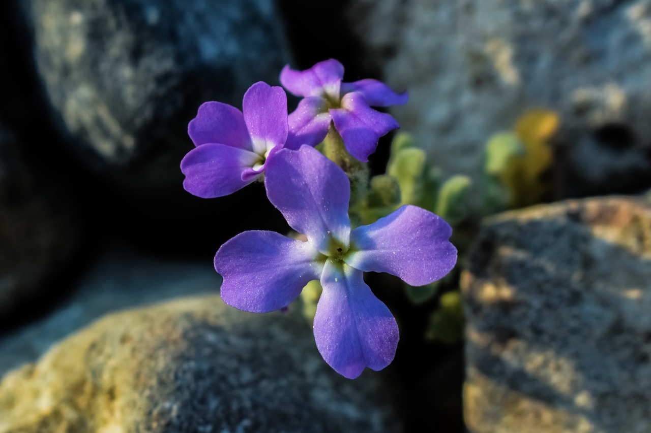 matthiola tricuspidata wildflower purple free photo