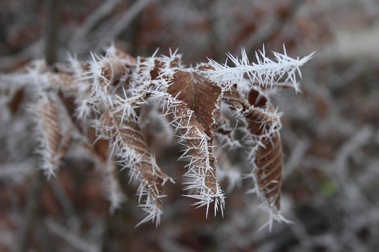 mature crystals  winter  beech leaves free photo