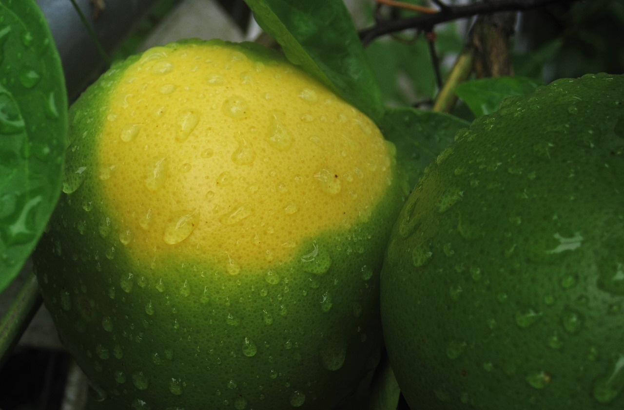 mature expectant oranges maturation green yellow free photo