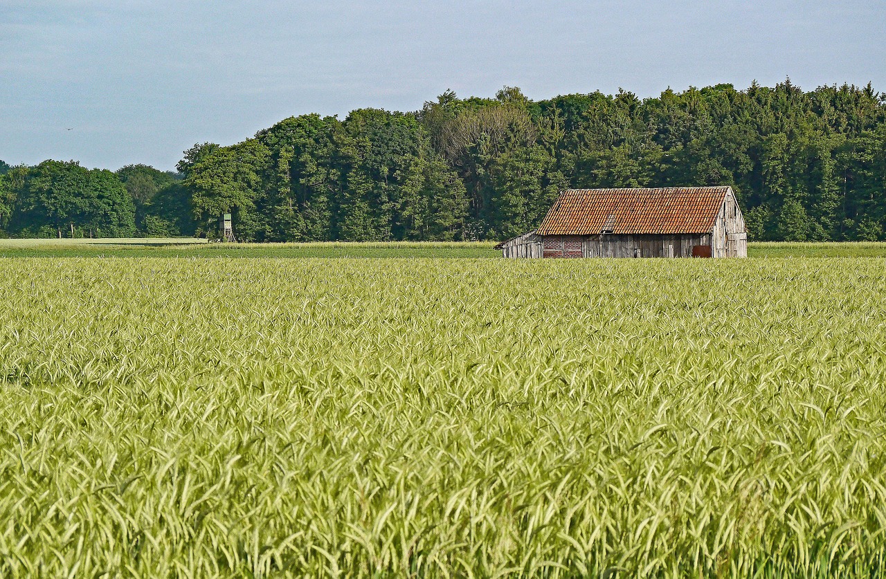 maturity time cornfield barley free photo