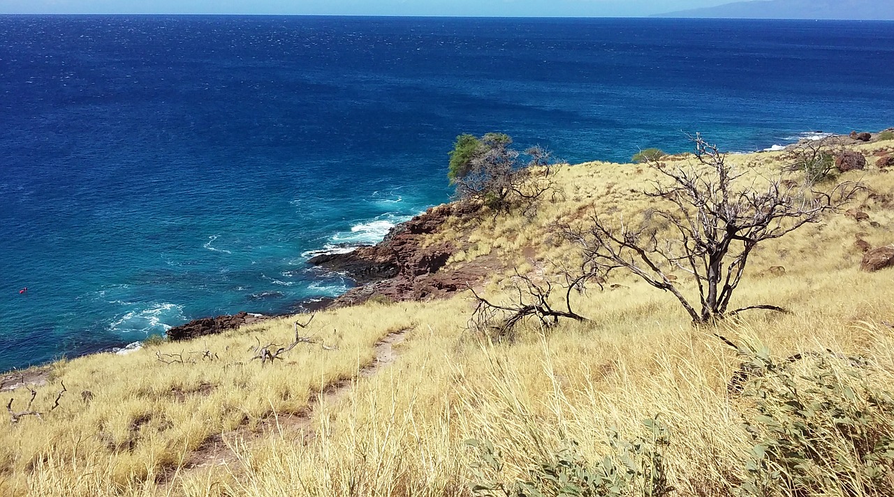 maui hawaii beach free photo