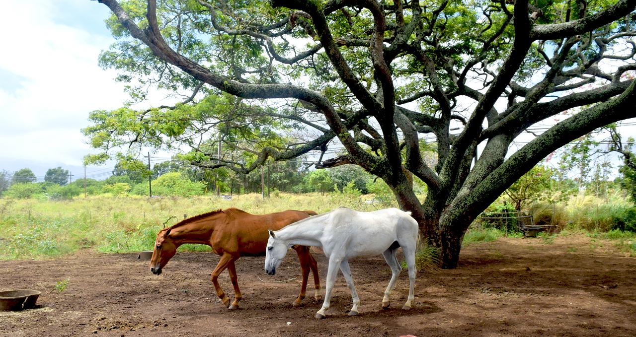 maui hawaii horses free photo