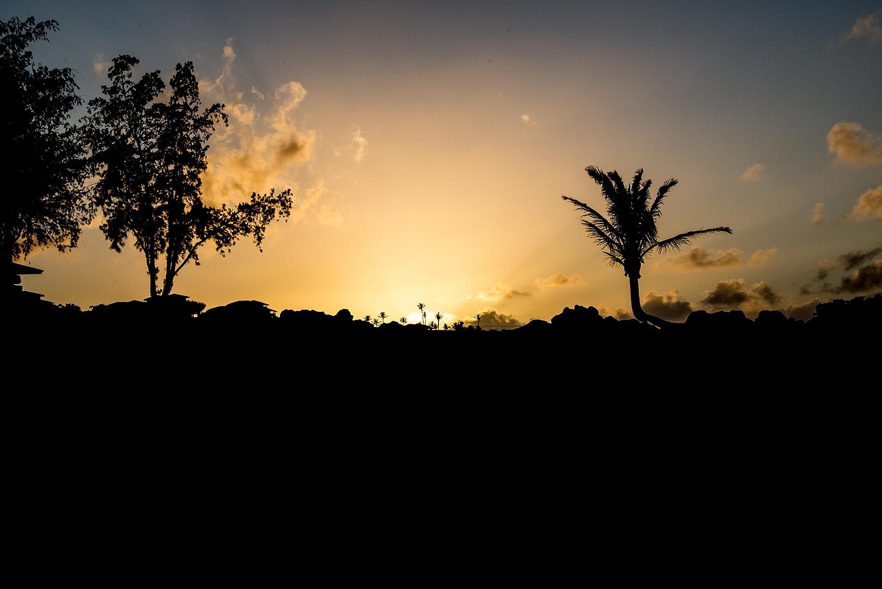 maui sunset sunset palm free photo