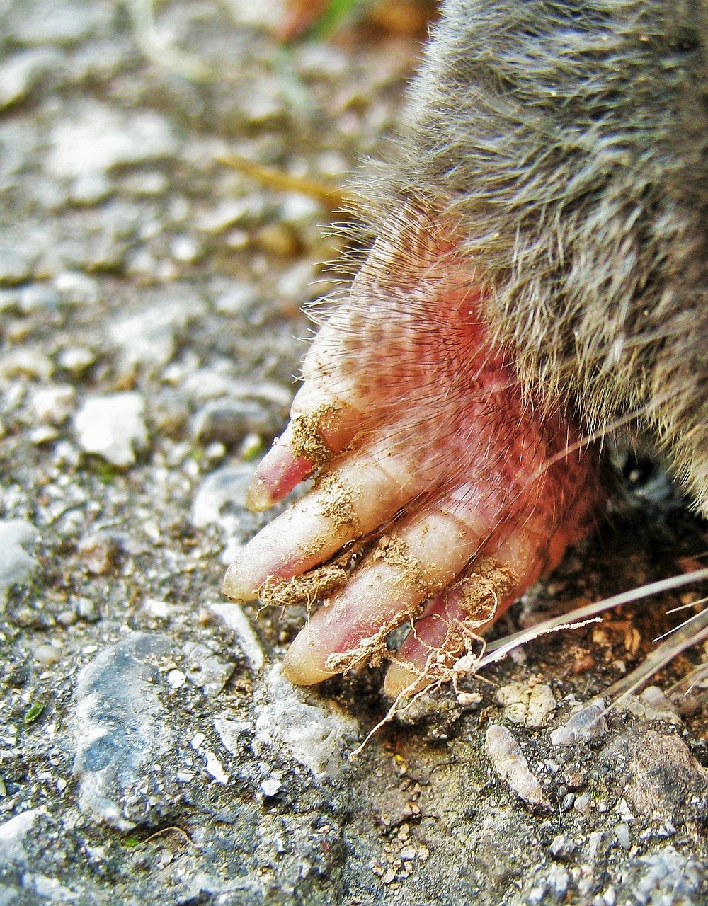 maulwurf talon mole talpidae free photo