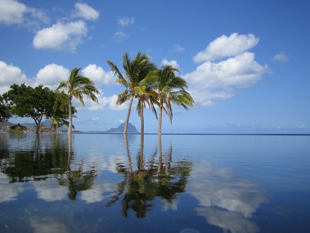 mauritius pool palm trees free photo