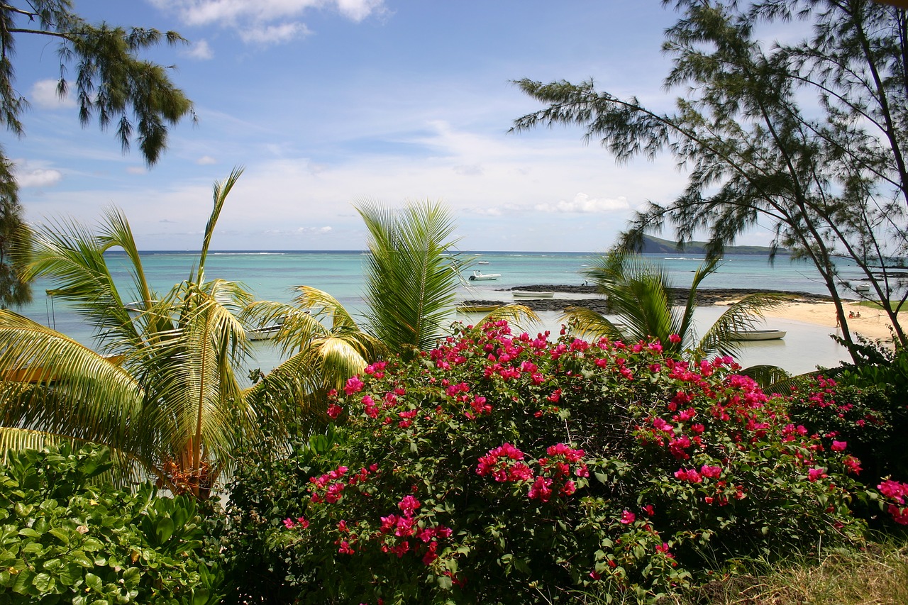 mauritius beach palm trees free photo