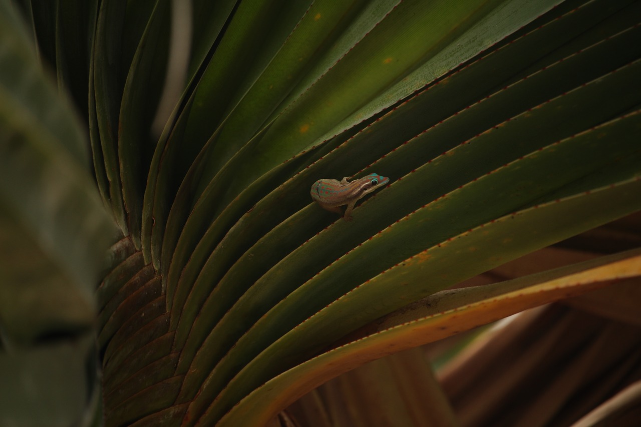 mauritius gecko palm free photo