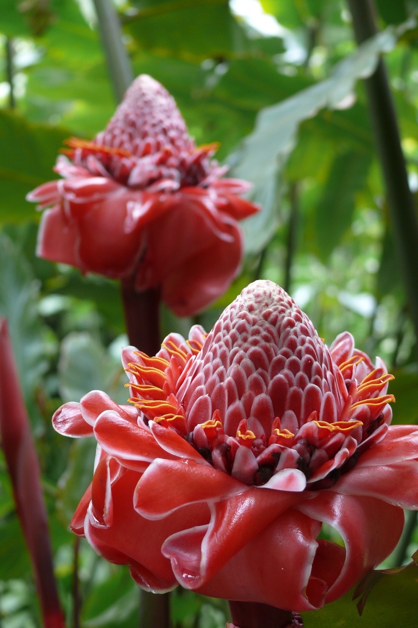 mauritius  gardens  wax flowers free photo