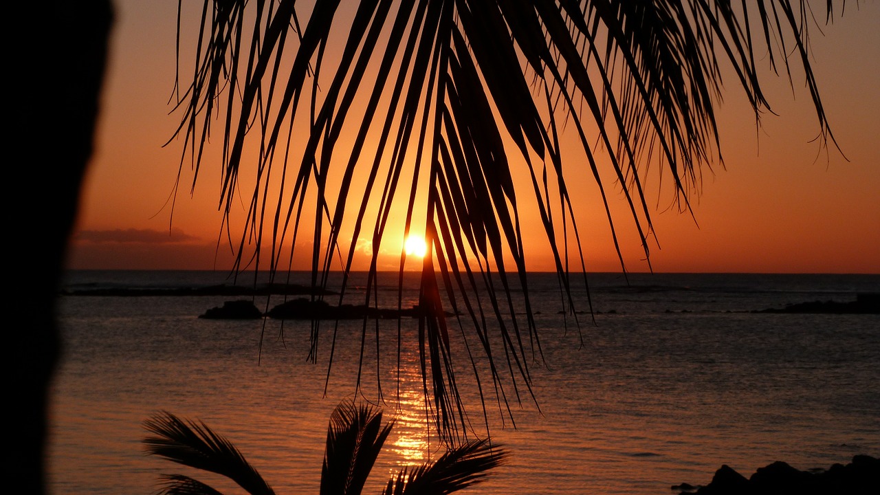 mauritius sunset palm trees free photo