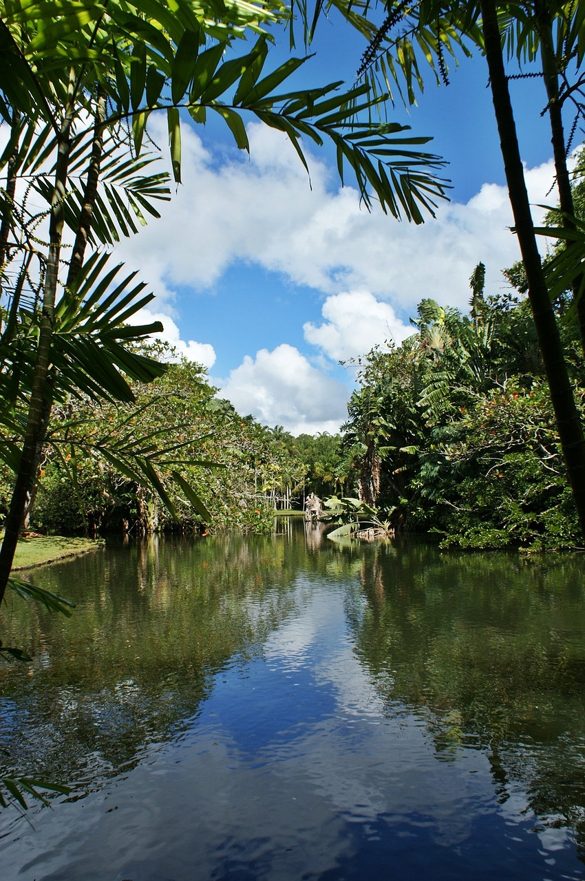 mauritius lake palm tree free photo