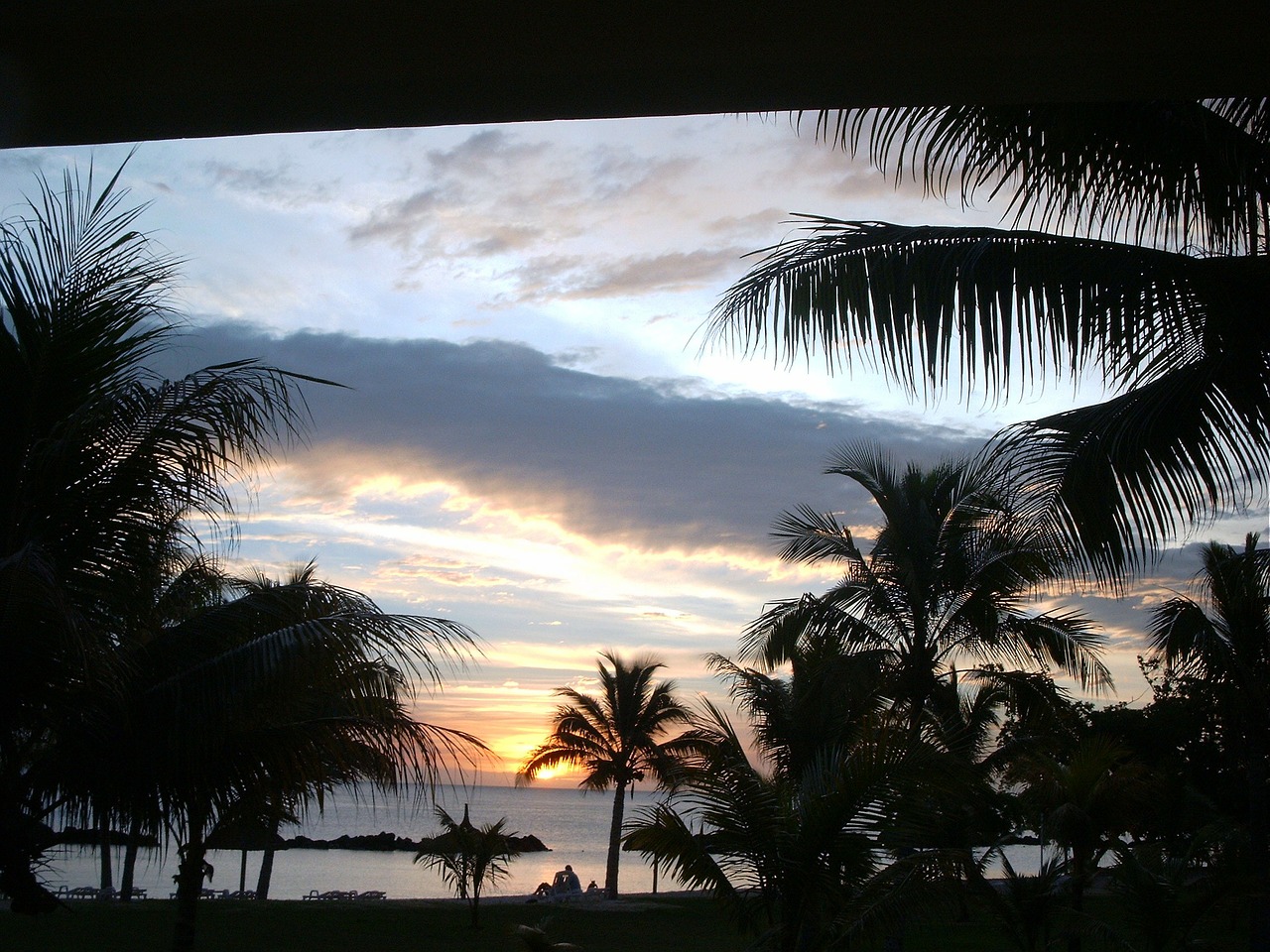 mauritius sunset palm trees free photo